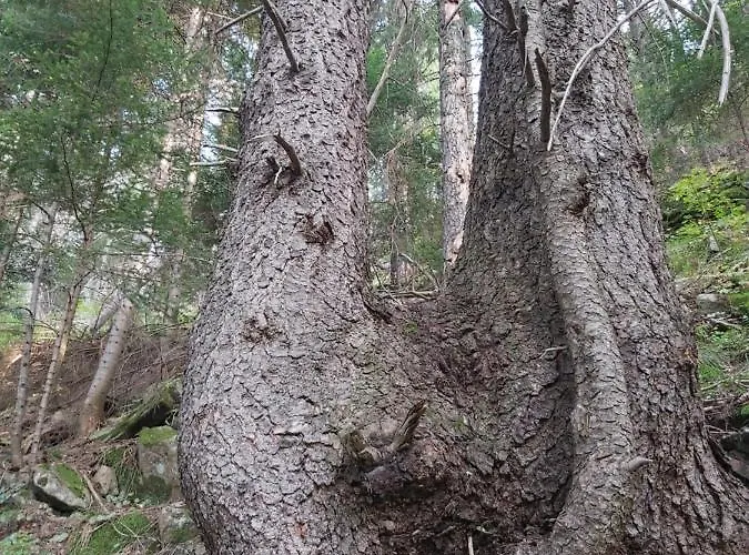 Snow Magic Grand Monastery *