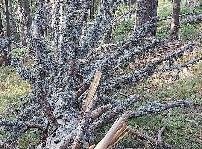 Snow Magic Grand Monastery * Pamporovo